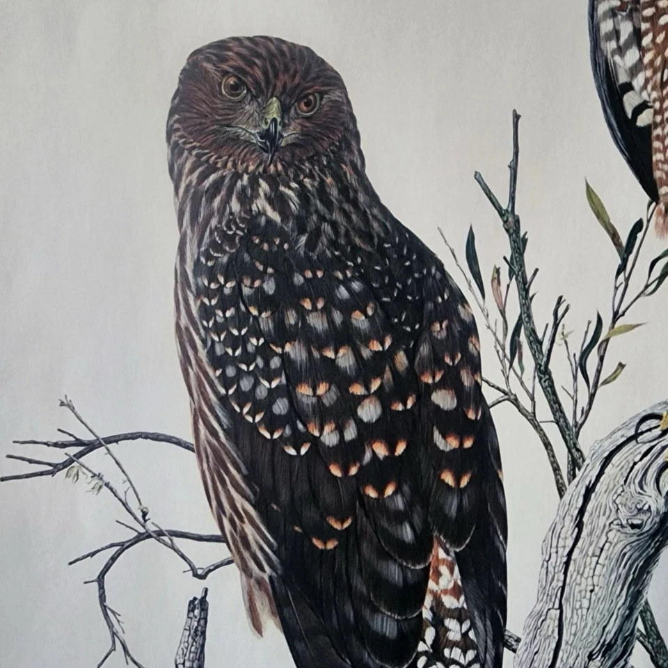 Impresión Morris 1971 Foto 2 de 4