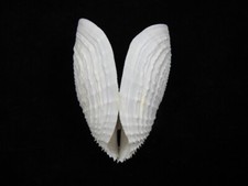 Sea shell Barnea dilatata 80.6mm ID#8330