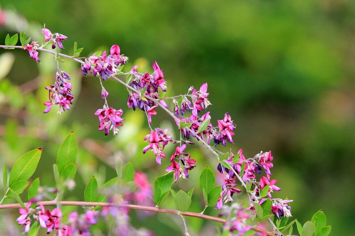 100 SLENDER BUSH CLOVER Lespedeza Virginica Shrub Pink Purple
