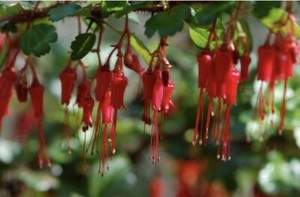 Fuchsia Plant Seeds | eBay