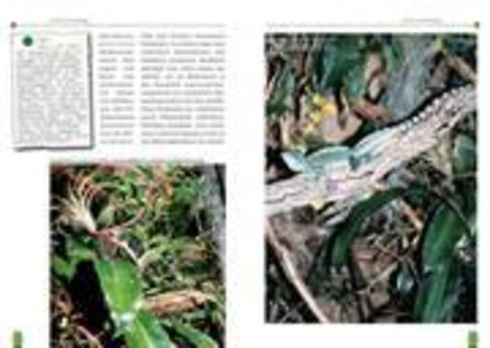 Thumbnail - Der Stirnlappenbasilisk | Basiliscus Plumifrons | Ingo Kober |
