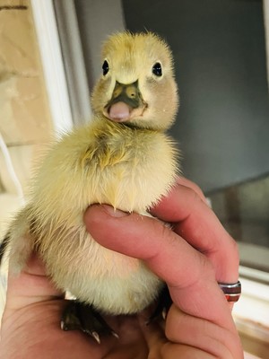 6 Duck Fertile Hatching Eggs- Cayuga, Pekin, Runner Ducks