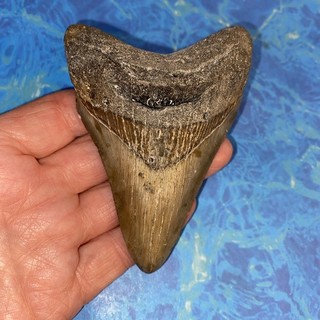 MEGALODON SHARK TOOTH 4.17” HUGE TEETH MEG SCUBA DIVER DIRECT FOSSIL NC 2047