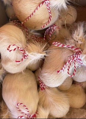 Unique Christmas Ornament Extremely Rare Taxidermy