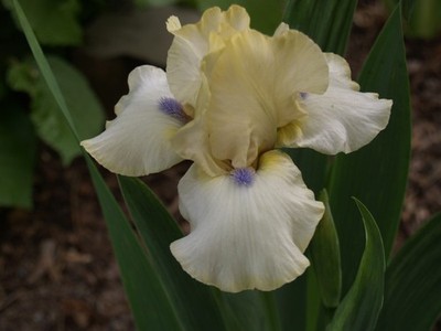 Schwertlilie / Iris '' What About Me ''