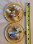 2 Decorative Piece Seashells encased on Uranium Glass Wall Ornament Pendant — photo 6