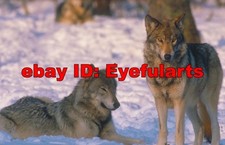 Wolves Corel Royalty-Free Stock Photo CD-ROM Disk USB