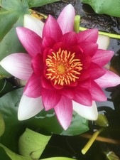 Pink Hardy Water Lily plants. Nymphaea. Freshwater Live Pond Plants, fish pond