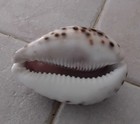 1933 Chicago World's Fair Carved Tiger Cowrie Shell ~ Marvin — photo 5
