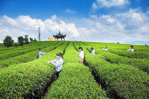 Premium Berg-Oolong 250g - Natürlicher Milchduft-Tee aus Hochlagen - Bild 4 von 13