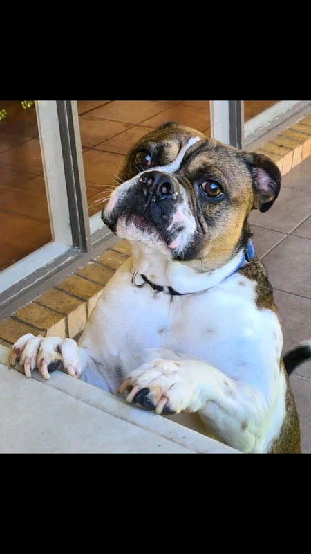 Australian Bulldog Purebred Boy Dogs Puppies Gumtree Australia Bayside Area Brighton East 1258657242