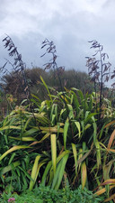 5 X NEW ZEALAND FLAX SEED PHORIUM TENAX VARIEGATED