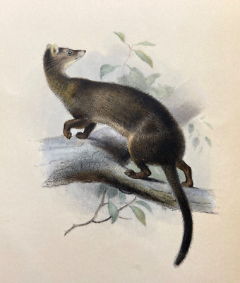 Borneo Civet Antique Print 1892 Zoological Color Illustration Plate