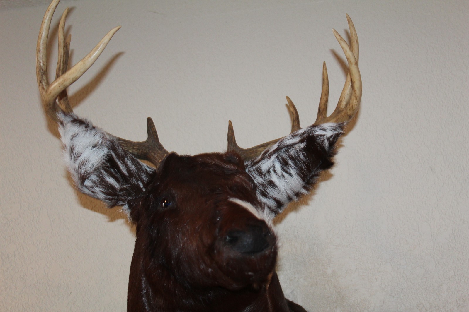 Fantasy Whitetail Deer Holstein Cow Head Shoulder Mount Taxidermy OOAK Novelty
