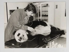 Giant Panda Ching Ching London Zoo Critically Ill Vet John Knight 1980 VTG Photo