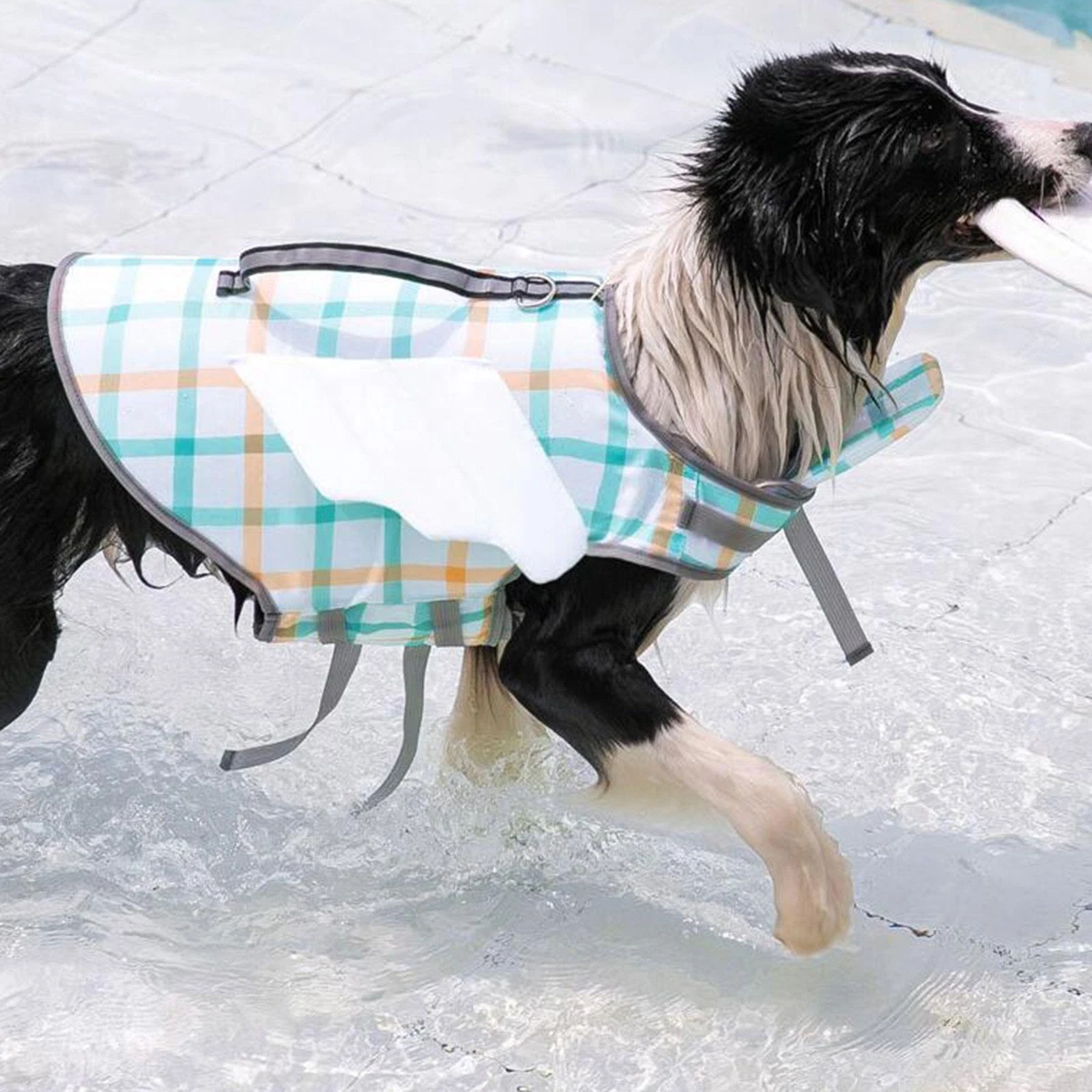 Life jackets top for dogs