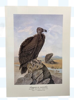 Antique Unframed Bird Print-Black Vulture Original -lithograph Greifvogel