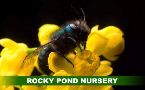 20 stingless Mason bees are Child and pet safe. Sold Out for 2025