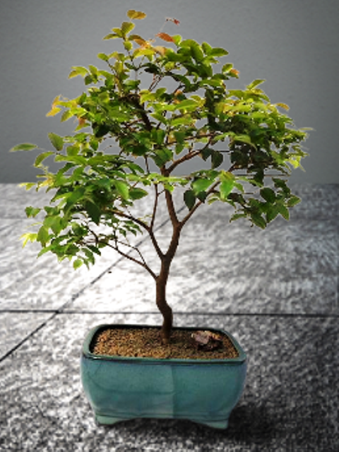 bonsai pots handmade pawpaw pot handmade bonsaipot mamepot bonsai pot tokonamepot – YiXingpot