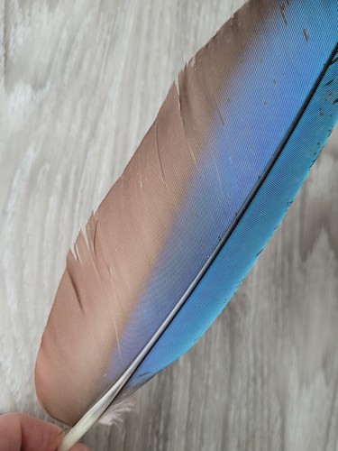 29 cm blaue 💙 Papageienfeder Vogelfeder Feder Ara Schreibfeder Linkshänder - Bild 7 von 10