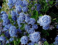 1X 4-5FT EXTRA LARGE CEANOTHUS VICTORIA SHRUB BLUE FLOWERING EVERGREEN