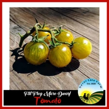 10 Fat Frog Micro Dwarf Tomato Seeds