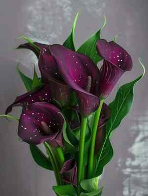 Calla lily Holland Imported Flower Bulbs For Home and Gardening Pack Of 2 bulbs