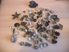 LARGE lot REEF FISH TANK AQUARIUM marine SMALL SHELLS HERMIT CRAB DECORATION