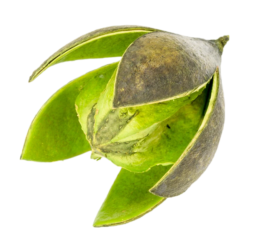 NaDeco® Wildlilie apfelgrün ca. 6cm | Soymida febrifuga | Trockenblumen | Naturd