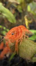 Mexican Orange Dwarf Crayfish USA Seller