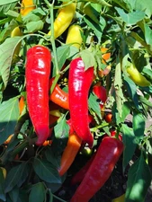 50 Ct. Great Lakes Mild & Sweet Pepper Seeds - Organic, Non-GMO, Michigan Grown