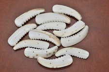12 PCS TIGER COWRIE SEA SHELL SEWING 2 HOLE BUTTONS CRAFT #T-1088