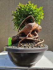 Old Eugenia Myrtifolia  ( Australian Brush Cherry ) Bonsai Tree,,, SALE