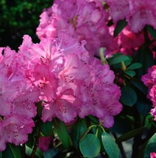 INKARHO - Großblumige Rhododendron Haithabu® 25-30cm - Alpenrose