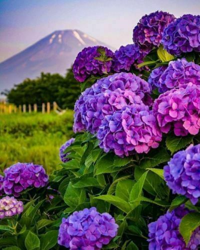 50 Purple Hydrangea Macrophylla Flower Seeds for Stunning Garden Blooms