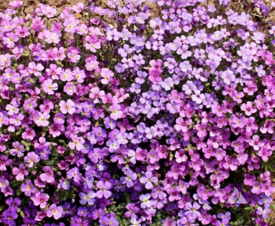 #ad Ground cover ROCK CRESS PURPLE Aubrieta Fragrant Pollinators Non GMO 1000 Seeds $4.48