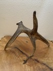 Small Freestanding Shed Moose/Solid For Carving/Great For Lamp/scrimshaw — photo 6