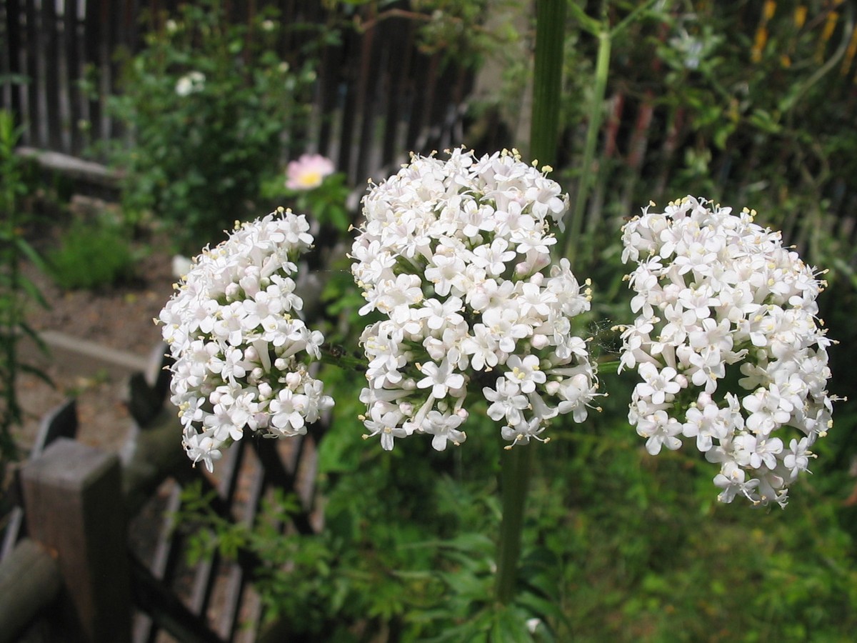 300 Valeriana Officinalis Seeds - Valerian Medicinal Plant - Heliotrope |  eBay
