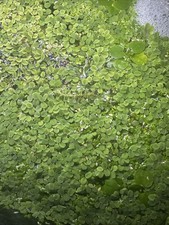 Amazon Frogbit Live Floating Aquarium Aquatic Plant Pond Snail Duckweed Free