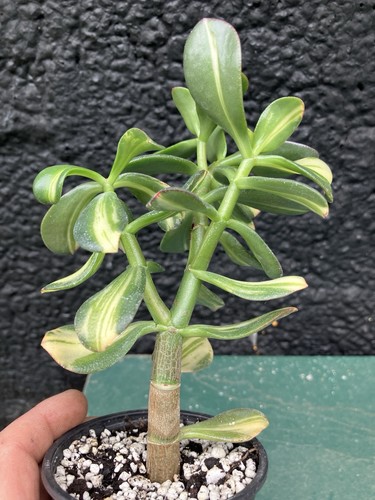XL Crassula Ovata Mikaeri Bijin Return of Beauty Variegated Succulent Plant #7 - Picture 13 of 20