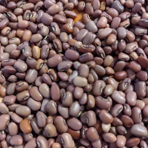 Cow Pea Seed - 10 to 200 Cowpea Seeds - Great For Poor Soils - Organic  🫘 - Picture 6 of 7