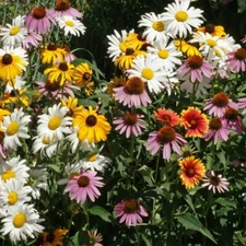 All Perennial Wildflower Mix, 1 Ounce, 15 Species Flowers, Easy Grow, FREE SHIP