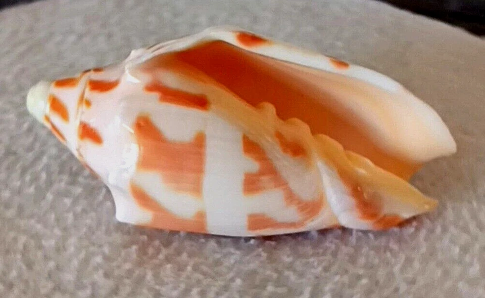 Voluta deshayesi #3 89,1 mm ¡RARO! PRECIOSA BELLEZA de Nueva Caledonia Foto 4 de 4