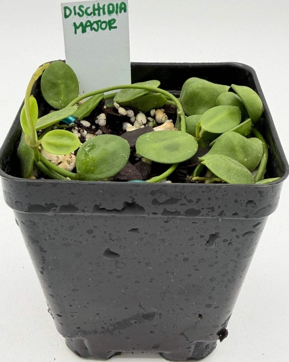 Dischidia - огромный выбор по лучшим ценам | eBay