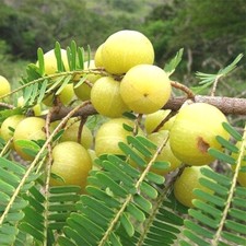Ceylon Gooseberry Seeds Organic Phyllanthus Amla Nelli Fruit 100 Natural F/S