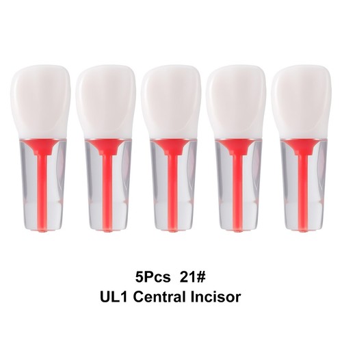 Dental Endo Root Canal Teaching RCT Practice Teeth Model Training Pulp Resin - Picture 13 of 51
