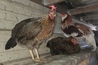 15 COLORED FERTILE HATCHING EGGS MARANS -INDIOS-AYAMS☆ READ DESCRIPTION☆ — photo 4