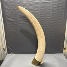 Elephant Tusk 28 inch long. 14 pounds Broken base