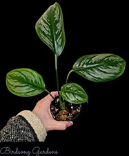 Rarely Offered Scindapsus Officinalis Rooted Plant 4" Pot Over 1 Foot Tall!!