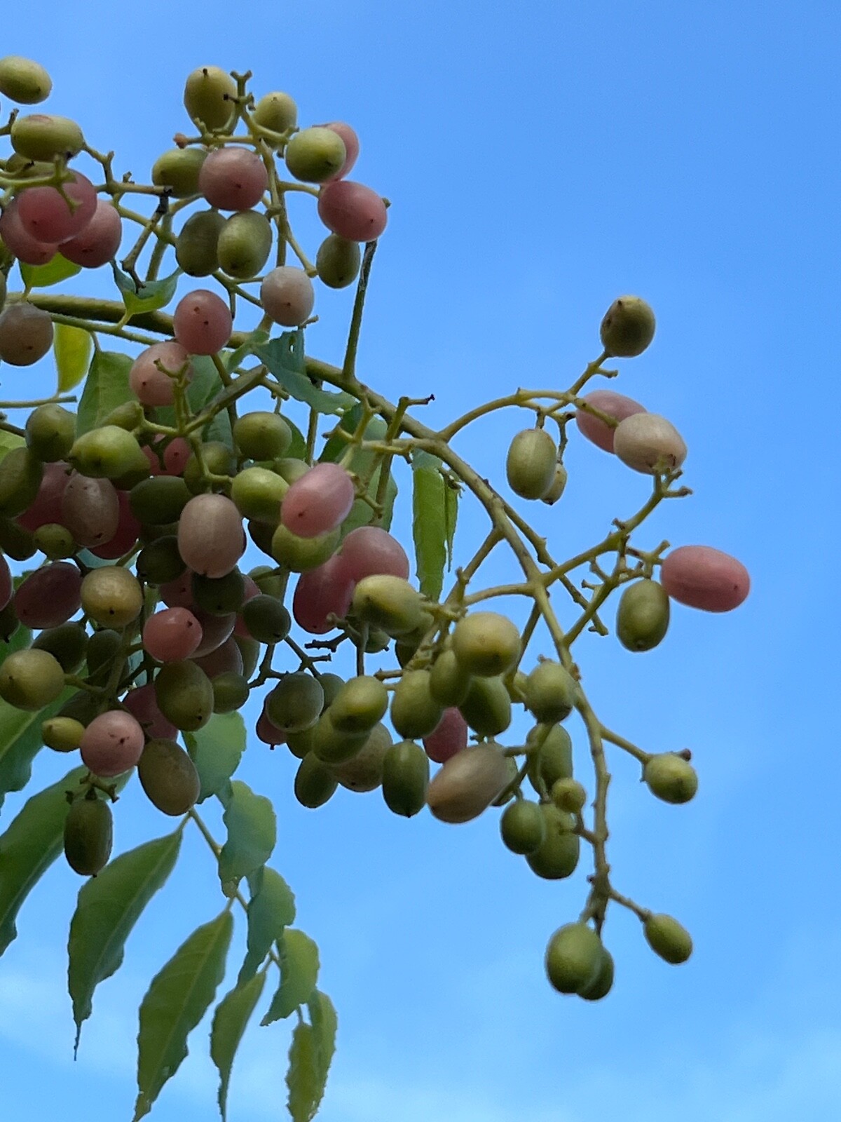 Pink Wampee Clausena excavata Potted Tree Plant eBay